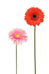 two daisy