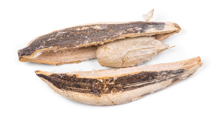 Close up of opened sunflower seed.