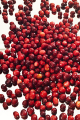 Cranberries, Großfrüchtige Moosbeeren (Vaccinium macrocarpon)