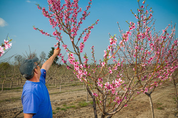 Gardener pruning peach tree branches with pruning saw