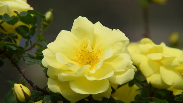 Yellow rose video
