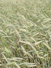 Wheat ears in the field