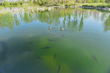 Утки и форель на озере