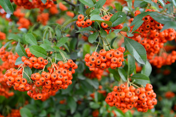 Mountain ash sudetsky (Sorbus sudetica Fritsch), branches with f