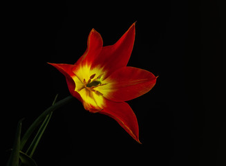 Beautiful orange  tulip on black background