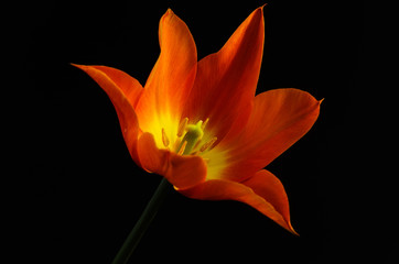 Beautiful orange  tulip on black background