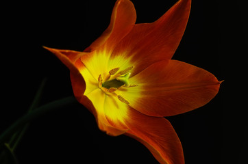 Beautiful orange  tulip on black background