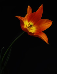 Beautiful orange  tulip on black background