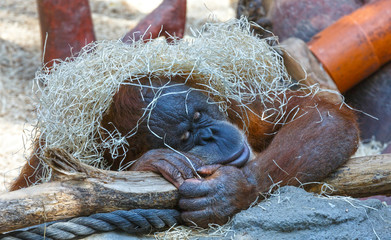 Sleeping orangutan © wildman