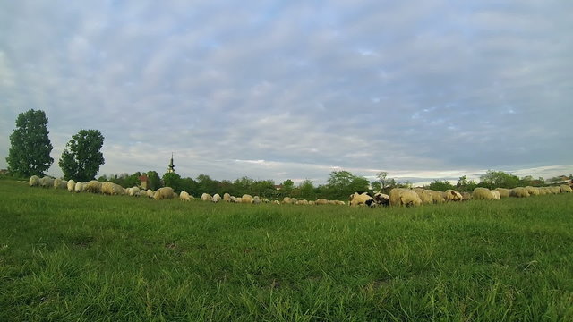 Flock of Sheep Grazing Time Lapse