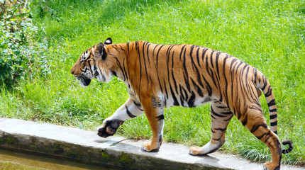 walking tiger