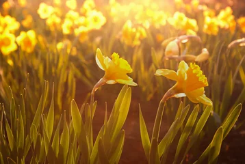 Crédence de cuisine en verre imprimé Narcisse Narcissuses