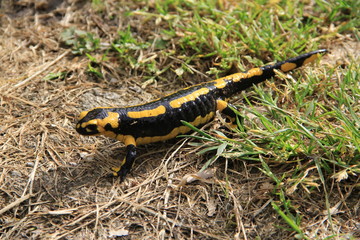 salamandre