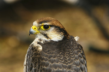 De valk kijkt achter zich.