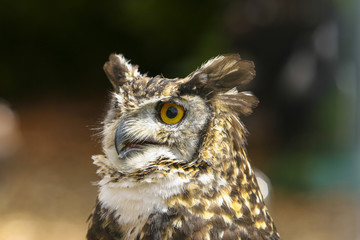 De Afrikaanse oehoe roept.