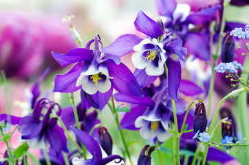 Frühlings-Schönheiten: Violette Akeleien :) - 82731277