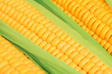 Close-up view of ripe corns on the cob with green leaves