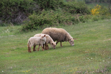 Obraz premium agneaux