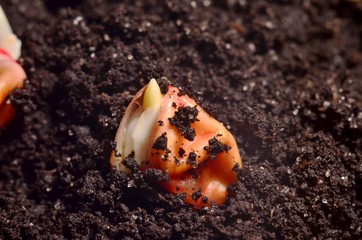 Germinated Corn Grain
