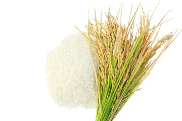 Rice's grains,Ear of rice isolate on white background.
