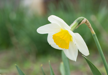 Narcissus flower in a garden close up
