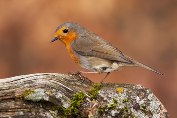  European Robin (Erithacus rubecula), perched on a log