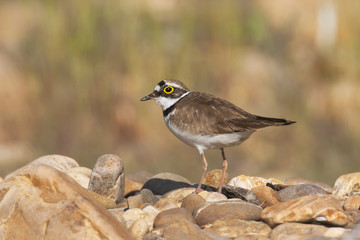 Ringed Plover ( Charadrius dubius ) walking among the stones