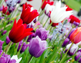 Springtime: colorful tulips :)