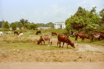 Retro look Cattle cows