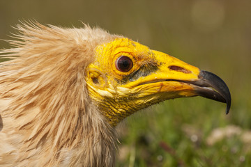 Common Vulture (Neophron percnopterus) detail of his head
