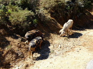 CAPU DI MURU - Calu Orzo (Corsica)