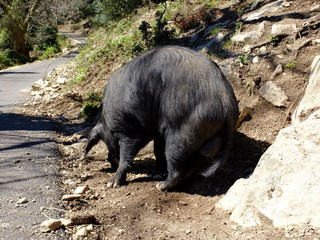 CAPU DI MURU - Calu Orzo (Corsica)