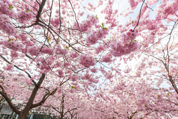 Cherry blossoms in Stockholm at Kungstradgarden, Garden of King