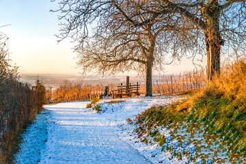 Weinberge im Winter