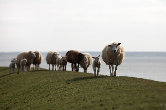 Schafherde auf dem Deich