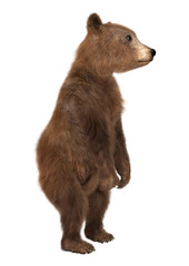 Brown Bear Cub © photosvac