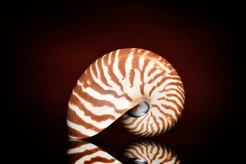 nautilus shell