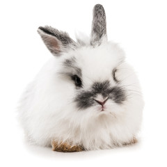 Obraz premium White rabbit