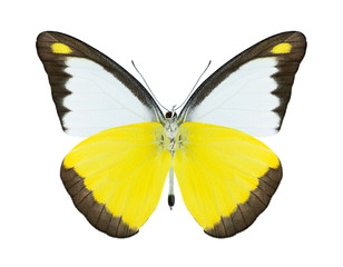 Butterfly Appias lyncida (male) (underside)
