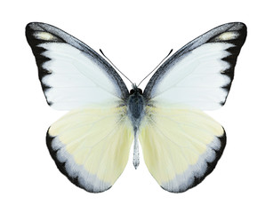 Naklejka premium Butterfly Appias lyncida (male)