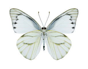 Butterfly Appias olferna (male) (underside)