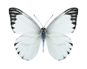 Fototapeta na wymiar Butterfly Appias olferna (male)