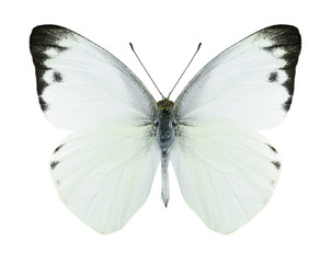 Fototapeta na wymiar Butterfly Appias paulina (male)