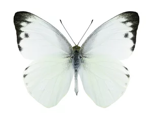 Crédence de cuisine en verre imprimé Papillon Papillon Appias paulina (mâle)