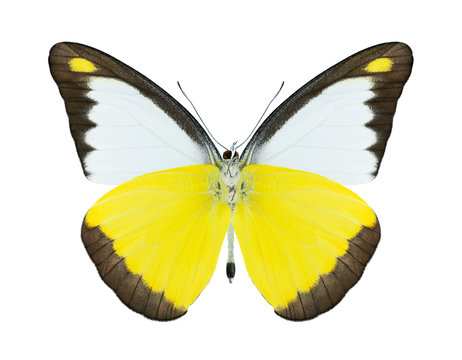 Butterfly Appias lyncida (male) (underside)