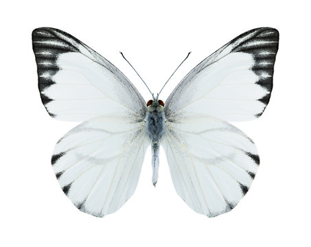 Butterfly Appias olferna (male)