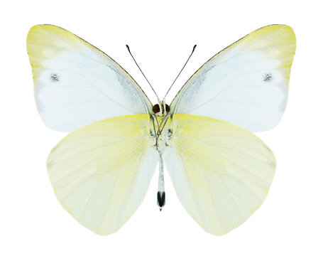 Butterfly Appias paulina (male) (underside)