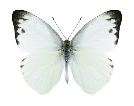 Butterfly Appias paulina (male)