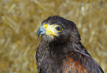 Falconeria