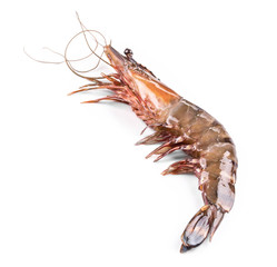 Raw tiger shrimp